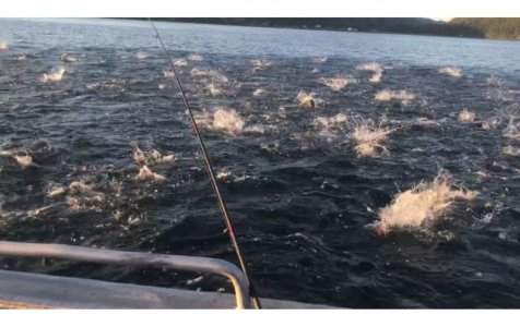 Makrele+Seelachse 5.jpeg Makrele+Seelachse 5.jpeg