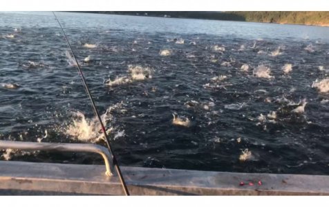 Makrele+Seelachse 8.jpeg Makrele+Seelachse 8.jpeg