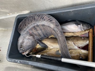 Steinbeißer 12kg.JPG Steinbeißer 12kg.JPG