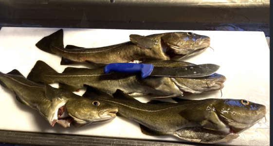 Bildschirm­foto 2024-03-09 um 20.59.55.png