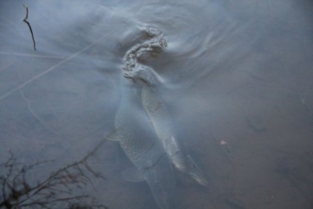 IMG_2178.JPG IMG_2178.JPG