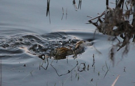 IMG_2215.JPG IMG_2215.JPG