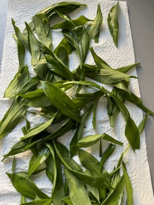 IMG_0523.jpeg IMG_0523.jpeg