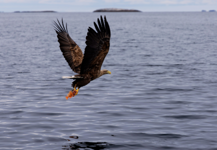 adlerrotbarsch.png adlerrotbarsch.png