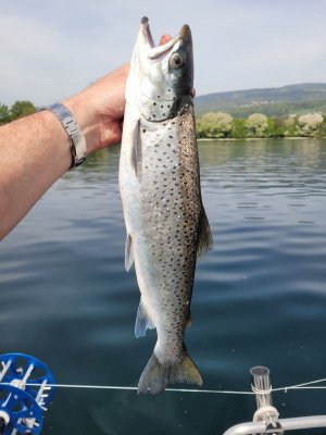 20240501_111750.jpg 20240501_111750.jpg