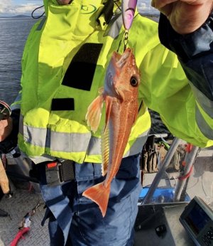 2022%20Norwegen%20Alle%20Fische%20Stand%202021%20(10412)%20%20ANGELN.jpeg 2022%20Norwegen%20Alle%20Fische%20Stand%202021%20(10412)%20%20ANGELN.jpeg