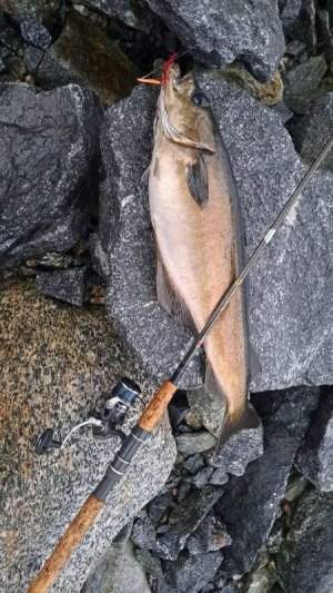 20240518_212447.jpg 20240518_212447.jpg