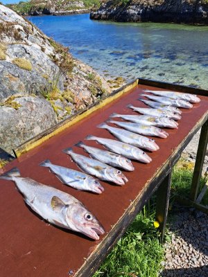 20240520_145037.jpg 20240520_145037.jpg