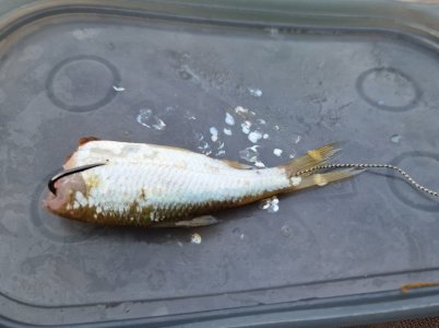 20240530_200938.jpg 20240530_200938.jpg