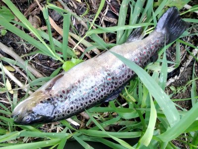 IMG_20240601_160105.jpg IMG_20240601_160105.jpg