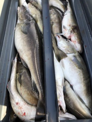 1717602082950.png 1717602082950.png