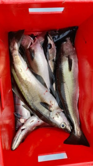 IMG-20240607-WA0013.jpg IMG-20240607-WA0013.jpg