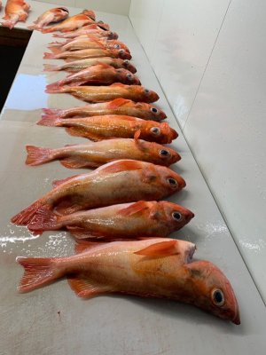 IMG-20240618-WA0002.jpg IMG-20240618-WA0002.jpg