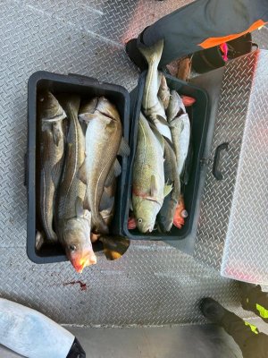 IMG-20240618-WA0017.jpg IMG-20240618-WA0017.jpg