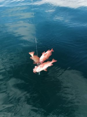 IMG-20240618-WA0007.jpg IMG-20240618-WA0007.jpg