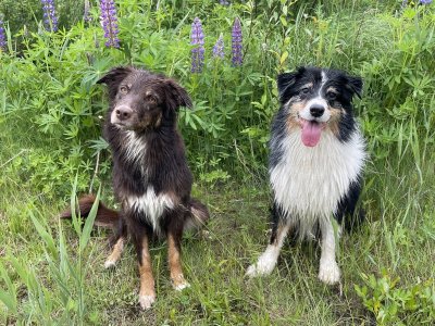 IMG_8341.jpeg IMG_8341.jpeg