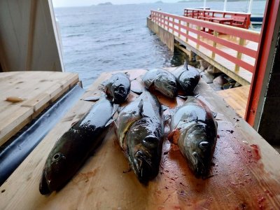 20240625_173213.jpg 20240625_173213.jpg