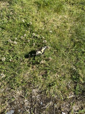 IMG_2501.jpeg