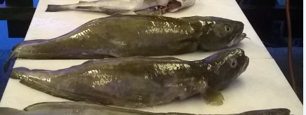 1720117519282.png 1720117519282.png