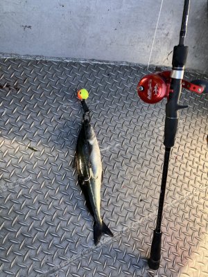 IMG_5384.jpeg IMG_5384.jpeg