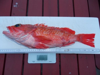 innfjorden 2018 085.JPG