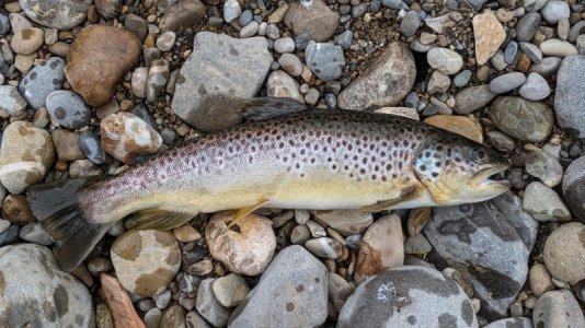 1000008253.jpg 1000008253.jpg