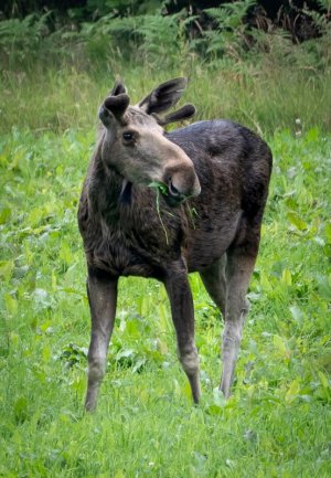 Manto Hamburger Hafen 240710 (6).jpg