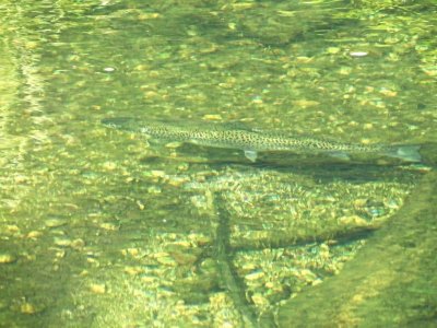 innfjord 2018 248.JPG