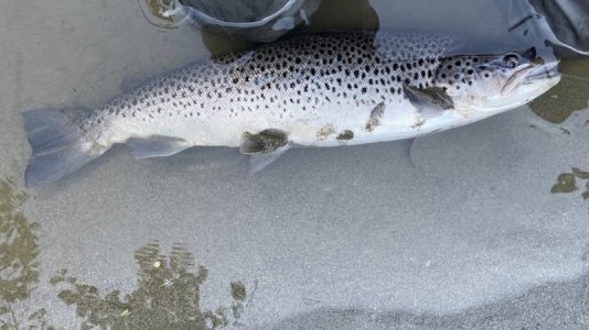 IMG_9345.jpeg IMG_9345.jpeg