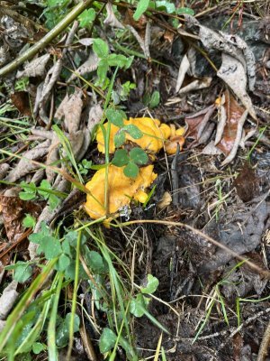 IMG_1146.jpeg