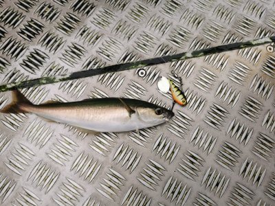 IMG-20240204-WA0000.jpg IMG-20240204-WA0000.jpg