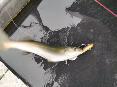 IMG-20240731-WA0000.jpg IMG-20240731-WA0000.jpg