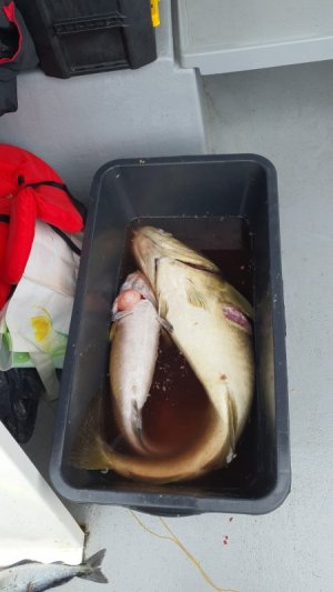 IMG-20240802-WA0002.jpeg