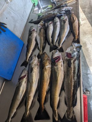 PXL_20240801_165418827.jpg PXL_20240801_165418827.jpg