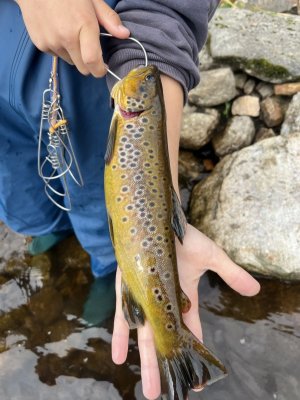 IMG_7786.jpeg IMG_7786.jpeg