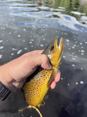 IMG_7787.jpeg IMG_7787.jpeg