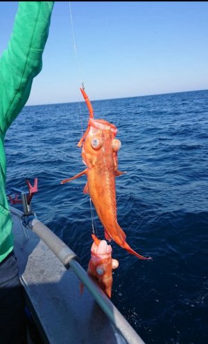 IMG_4588.jpeg