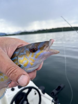 IMG_7839.jpeg IMG_7839.jpeg