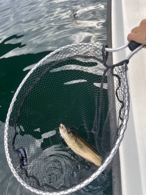 IMG_7826.jpeg IMG_7826.jpeg