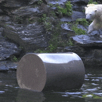 Eisbär.gif