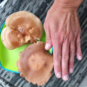 20240818_183749.jpg 20240818_183749.jpg