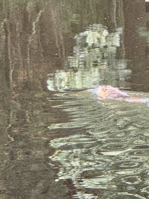 IMG_1666.jpeg