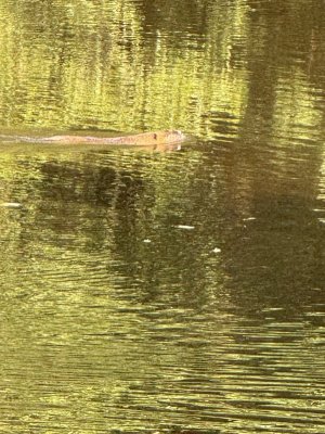 IMG_1671.jpeg