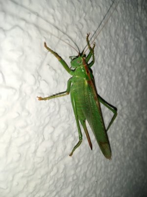 IMG_20240821_205408558.jpg