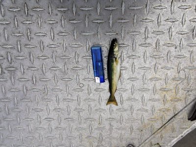 IMG-20240831-WA0002.jpg IMG-20240831-WA0002.jpg