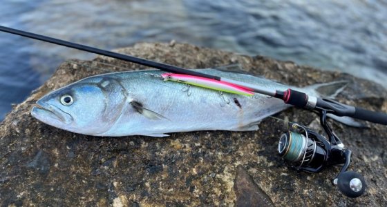 Bluefish.jpg Bluefish.jpg