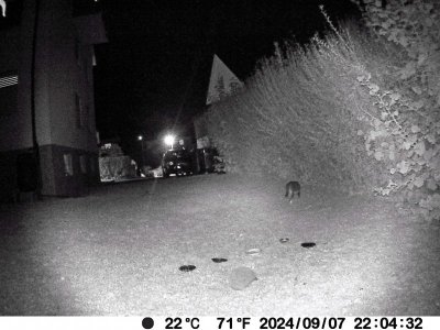 Igel+Katze.jpg