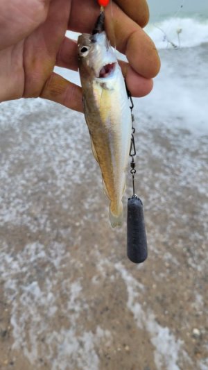 20241018_170403.jpg 20241018_170403.jpg