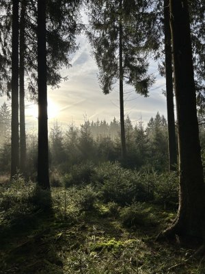 IMG_0107.jpeg