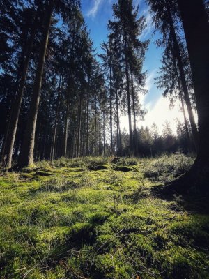 IMG_0113.jpeg